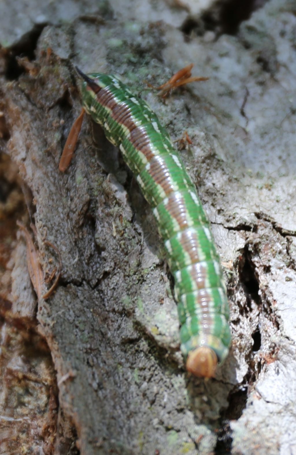 Bruco ... di Sphinx pinastri  - Sphingidae